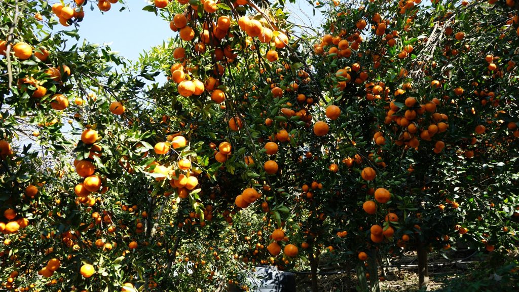 बागलुङमा सुन्तला उत्पादन वृद्धि, किसानले गरे करिब २७ करोड आम्दानी
