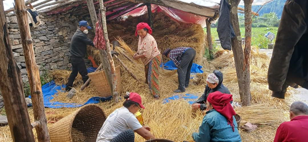 मनाङका किसान रैथाने बालीलाई सामूहिक खेतीमार्फत प्रर्वद्धन गर्दै