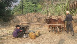 पिप्लेबेंसीमा सक्खर उत्पादन, किसानलाई माग धान्नै गाह्रो