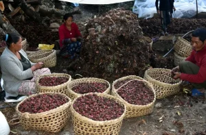 काँकडभिट्टाबाट पौने १८ अर्बको कृषिजन्य वस्तु निर्यात हुँदा अलैँचीबाट पाँच अर्ब २४ करोड बढी आम्दानी
