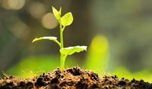 पोखरामा कृषकलाई फलफूलका बिरुवा वितरण
