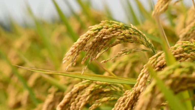 धान उत्पादन घट्दा कृषि क्षेत्रको वृद्धि १.५८ प्रतिशतमा सीमित