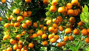 नौ करोड बढी मूल्यको सुन्तला बिक्री
