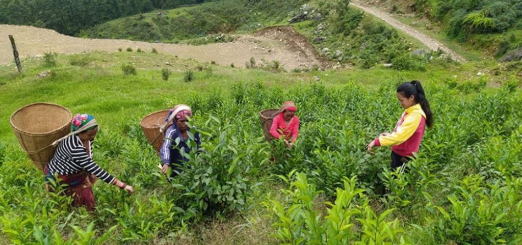हटाइयो चियाको न्यूनतम समर्थन मूल्य