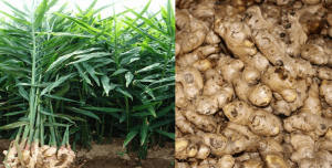 एउटै पालिकाबाट  छ करोडको अदुवा बिक्री