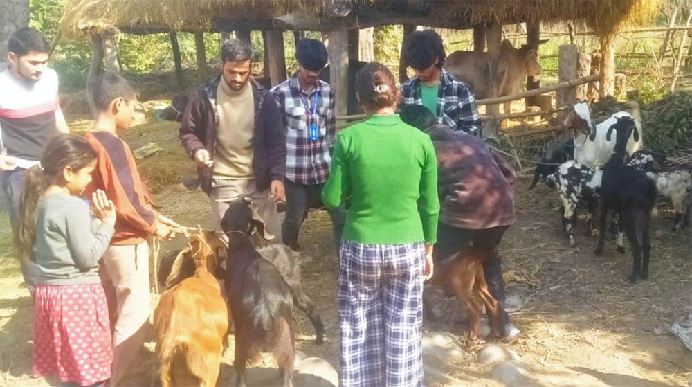 ९ हजार बढी बाख्रालाई पिपिआर विरुद्धको खोप दिइयो
