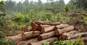 संघ र प्रदेशबीचको कानुनी अन्योलताले फछ्र्यौट भएनन् २ सय बढी वन मुद्दा