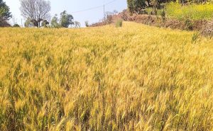 पालिकाले सहयोग गरेपछि आँबुखैरेनीका कृषक सामूहिक गहुँखेतीतर्फ प्रेरित