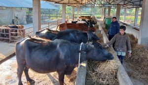 बिमाका लागि अब पशुको नामसारी अनिवार्य