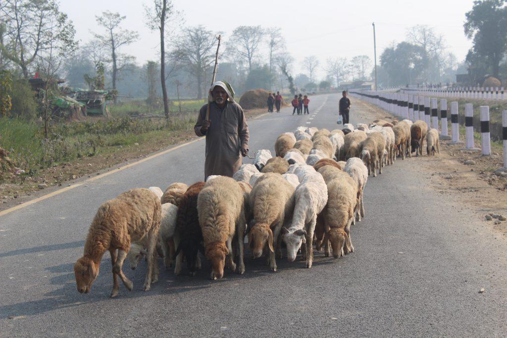 ऊन बिक्री नभएपछि विस्थापित हुने जोखिममा ‘भेडिहार’