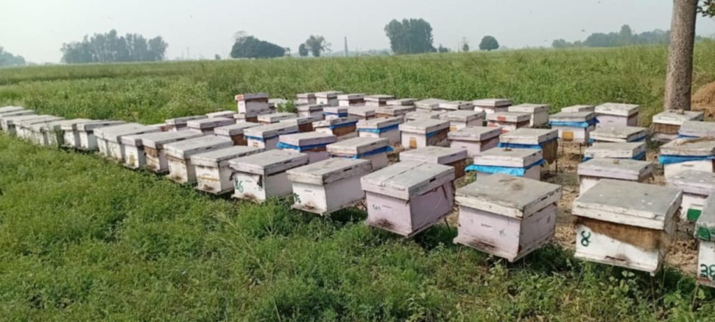 यो वर्ष २२६ टन मह उत्पादन, उपभोक्ताको विस्वास र बजारीकरणको अभावमा २१ टन मह थन्कियो