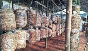 आठ करोडको लगानीमा च्याउ उद्योग सञ्चालनमा