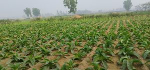 व्यावसायिक किसानलाई ५० प्रतिशत अनुदान
