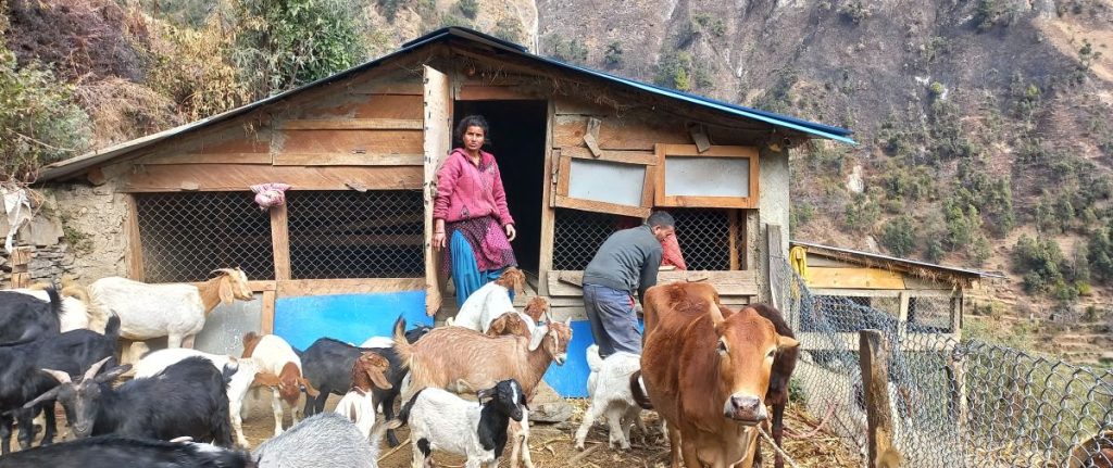 भारतमा रोजगारी नपाएर फर्किएका दीपक बाख्रा पालेरै गर्छन वार्षिक ६ लाख आम्दानी