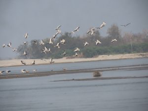 चराको राजधानी कोशीटप्पुमा भेटिए ७६ प्रजातिका ९ हजार दुई सय बढी चरा