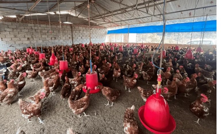 कुखुरा पालक किसानलाई सरकारले दियो ५० करोड ७१ लाख रुपैयाँ राहत