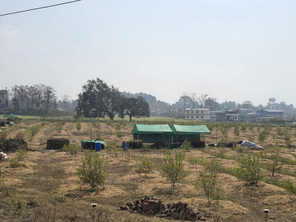 सिभिल इन्जिनियरिङ गरेर व्यावसायिक कागतीखेतीमा रमाउँदै प्रतीक