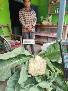 जसले १२ किलोको काउली फलाए…