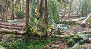 हावाहुरीबाट लाखौँको केराखेतीमा क्षति, किसान निरास