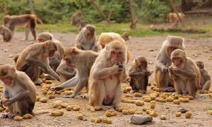 बाँदर आतङ्कले गाउँ नै खाली हुने डर, बाँदरको बन्ध्याकरण केन्द्रको प्रस्ताव