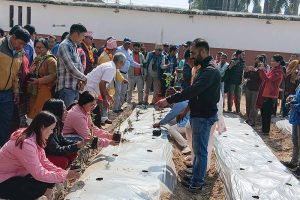 टीकापुरलाई गुलाबी सहर बनाउन अभियान थालियो