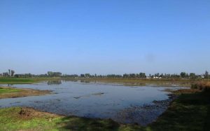 आठ वर्षमा पुरैनी तालमा चराको सङ्ख्या ह्वात्तै घट्यो