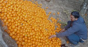 भोजपुरमा ३५ करोड बढीको सुन्तला उत्पादन