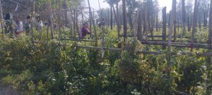 वनगाउँले जुटे तरकारी खेतीमा, छैन उत्पादनको मूल्य