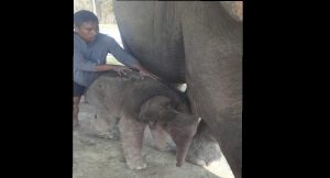 प्रजनन केन्द्रमा रिमझिमकलीले पाइन् छावा