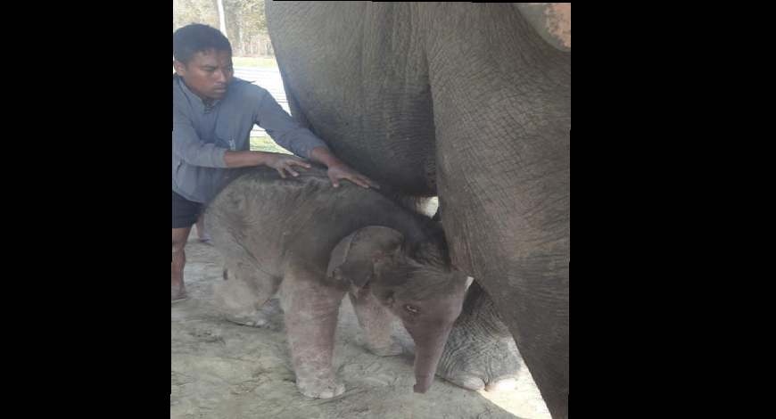 प्रजनन केन्द्रमा रिमझिमकलीले पाइन् छावा