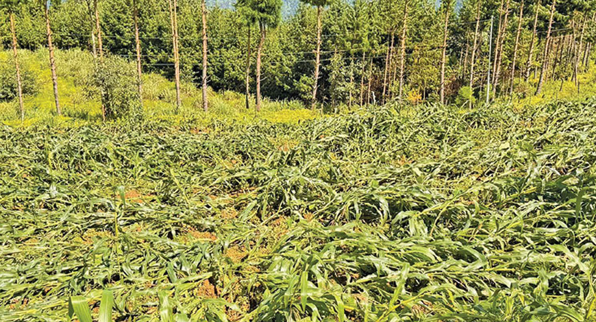 हावाहुरी र वर्षाले खेती नष्ट गरेपछि भारदहका किसान चिन्तित