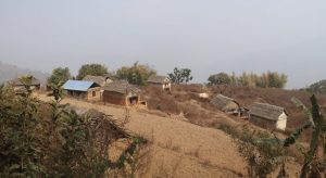 बाँदर आतङ्कले बसाइँसराइ बढ्दा बस्ती नै खण्डहर, ९८ प्रतिशत मानिस गाउँ छोडेर बाहिरिए