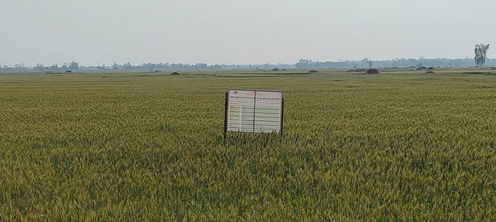 ‘सुपर जोन र जोन कार्यक्रम’ले चैते धान र गहुँको उत्पादन बढायो