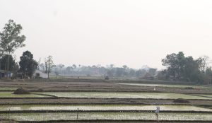 नवलपरासीका किसान चैते धान खेतीतर्फ आकर्षित, कृषि ज्ञान केन्द्रको १ करोड बढी सहयोग