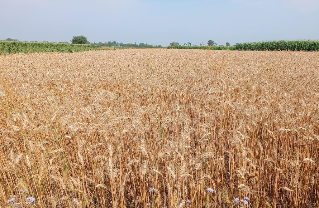 खाद्य व्यवस्था  कम्पनीद्वारा किसानसँग गहुँ खरिद सुरु