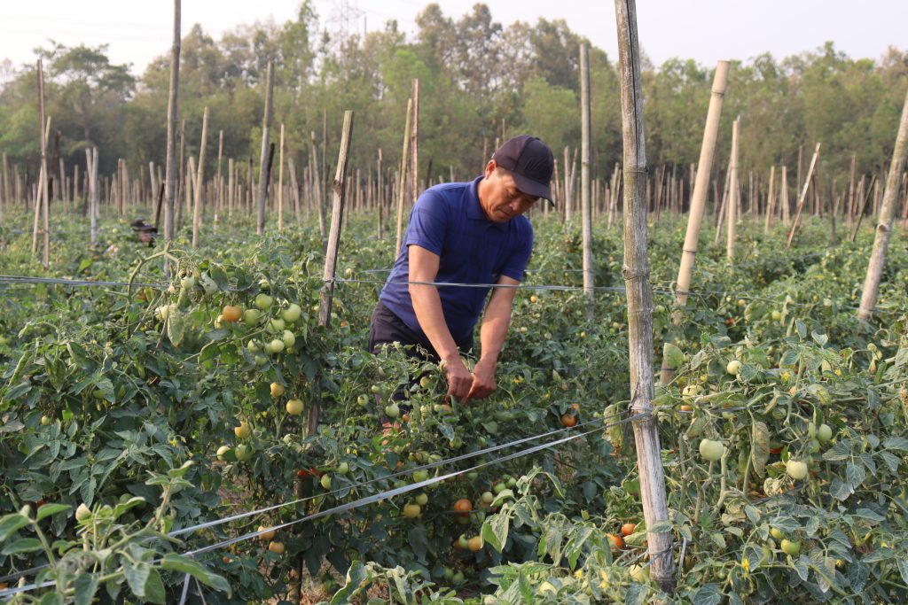 विदेशबाट फर्किएर गाउँमै सागसब्जी खेती, मासिक एक लाख आर्जन गर्दै राई