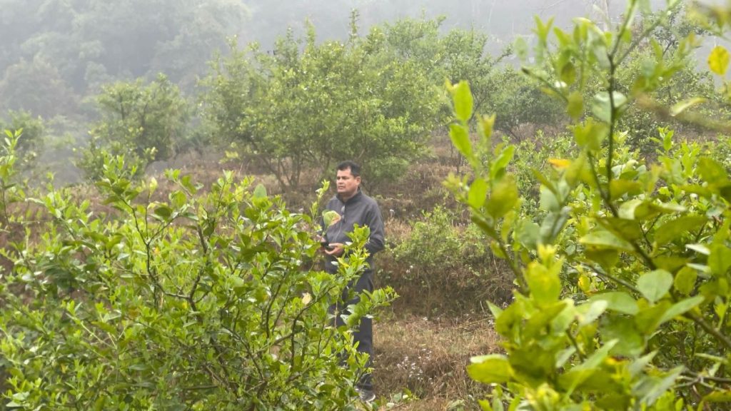 व्यावसायिक कागती खेतीमा रमाएका नगर प्रमुख पण्डित भन्छन्, ‘एक सिजनमा १५–२० हजार केजी कागती उत्पादन हुन्छ ।’