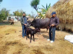 मुर्रा राँगाः नस्ल सुधार कार्यक्रम सफल