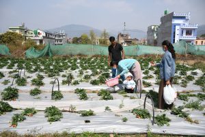  व्यावसायिक स्ट्रबेरीखेतीबाट राम्रो आम्दानी गर्दै २६ वर्षीय युवा किसान साउद 