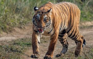 नेपालमा बाघको सङ्ख्या बढ्दा बासस्थानको समस्या