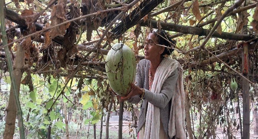 लौका खेतीबाट मासिक ४० हजार आम्दानी, हिमादेवी भण्डारीको सफल कृषि यात्रा
