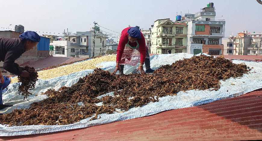 बिस्कुट उद्योगको छानामा गुन्द्रुकको ‘बिस्कुन’