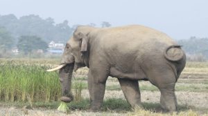 झापामा जङ्गली हात्तीको आक्रमणबाट १४ वर्षमा ६४को मृत्यु