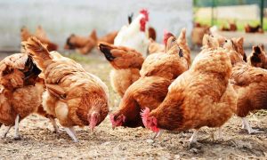 सीमावर्ती भारतीय बजारमा वर्डफ्लू भएपछि पर्सामा कुखुराको पैठारीमा पूर्ण रोक