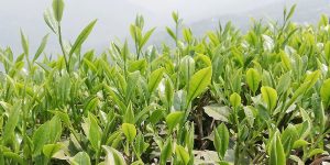 इलाममा सुरु भयो ‘फस्ट प्लग’
