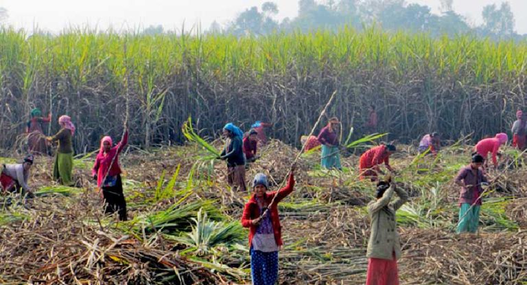 सरकारका १०० दिन उखु किसानले १३ वटा चिनी मिलबाट पाए ९२ प्रतिशत रकम