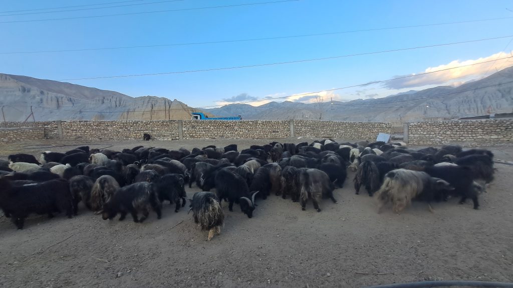 एडिबीको आर्थिक सहयोगमा च्याङ्ग्राको नश्ल सुधार र  पशुविकासका कार्यक्रम सञ्चालन