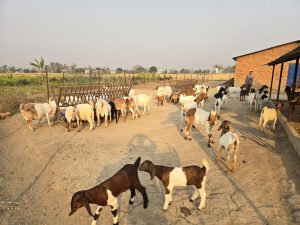 विदेशबाट फर्किएका युवा बाख्रापालन व्यवसायमा रमाउँदै