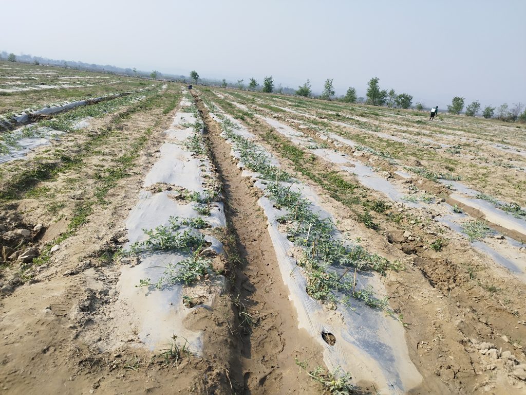 तरबुजाखेतीमा किसानलाई आकर्षित गर्न बीउ र मल्चिङमा ५० प्रतिशत अनुदान