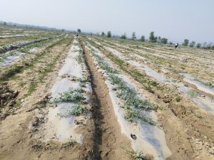 तरबुजाखेतीमा किसानलाई आकर्षित गर्न बीउ र मल्चिङमा ५० प्रतिशत अनुदान